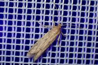 Phycitodes