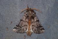 Thaumetopoea processionea