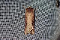 Axylia putris