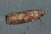 Phycita roborella