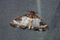 Melanthia procellata