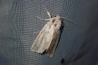Acronicta albovenosa