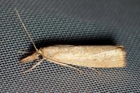 Agriphila straminella