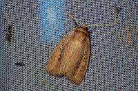 Archanara dissoluta