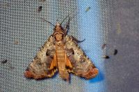 Epilecta linogrisea