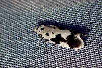 Ethmia quadrillella
