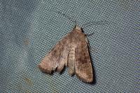 Hoplodrina ambigua