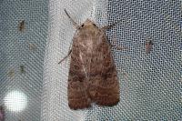 Hoplodrina ambigua
