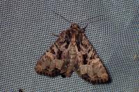 Mesapamea secalella/secalis