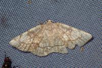 Stegania trimaculata