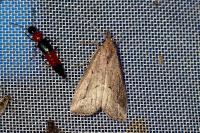 Schrankia costaestrigalis