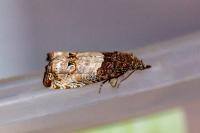 Notocelia roborana