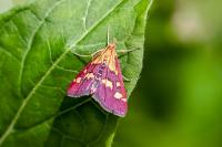 Pyrausta purpuralis