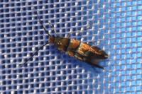 Phyllonorycter klemannella