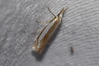 Crambus pascuella