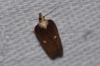 Acleris hastiana