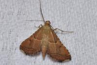 Endotricha flammealis