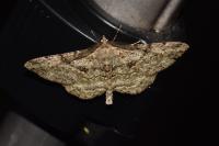 Peribatodes rhomboidaria