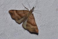 Hypena proboscidalis