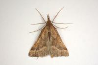 Synaphe punctalis