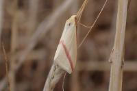 Rhodometra sacraria