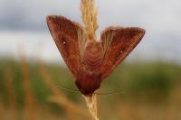 Mythimna albipuncta