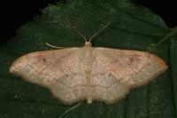 Idaea rubraria