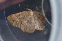 Gnophos furvata