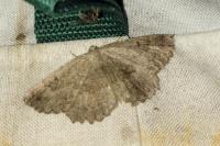 Gnophos furvata