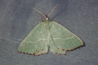 Thalera fimbrialis