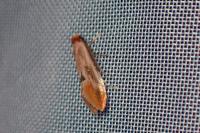 Tinea semifulvella