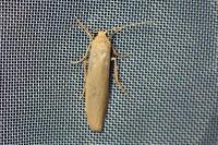 Indalia pygmaeola pallifrons