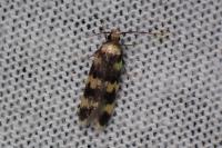Oegoconia
