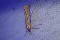 Ancylolomia tentaculella