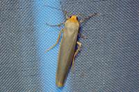 Eilema caniola
