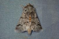 Thaumetopoea pityocampa