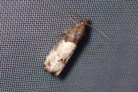 Notocelia roborana