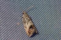 Cydia fagiglandana/splendana