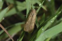 Nomophila noctuella
