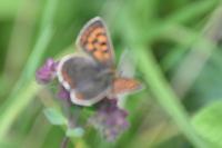 Lycaena tityrus