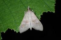Mecyna asinalis