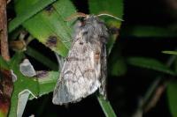 Thaumetopoea pityocampa