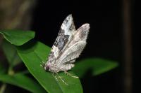 Epirrhoe galiata