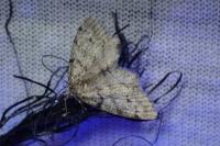Tephronia sepiaria