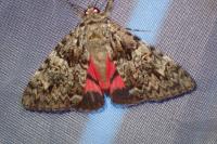 Catocala promissa