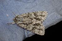 Acronicta auricoma