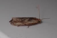 Eucosma