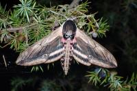 Sphinx ligustri