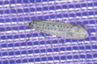 Yponomeuta evonymella