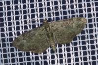 Pasiphila rectangulata